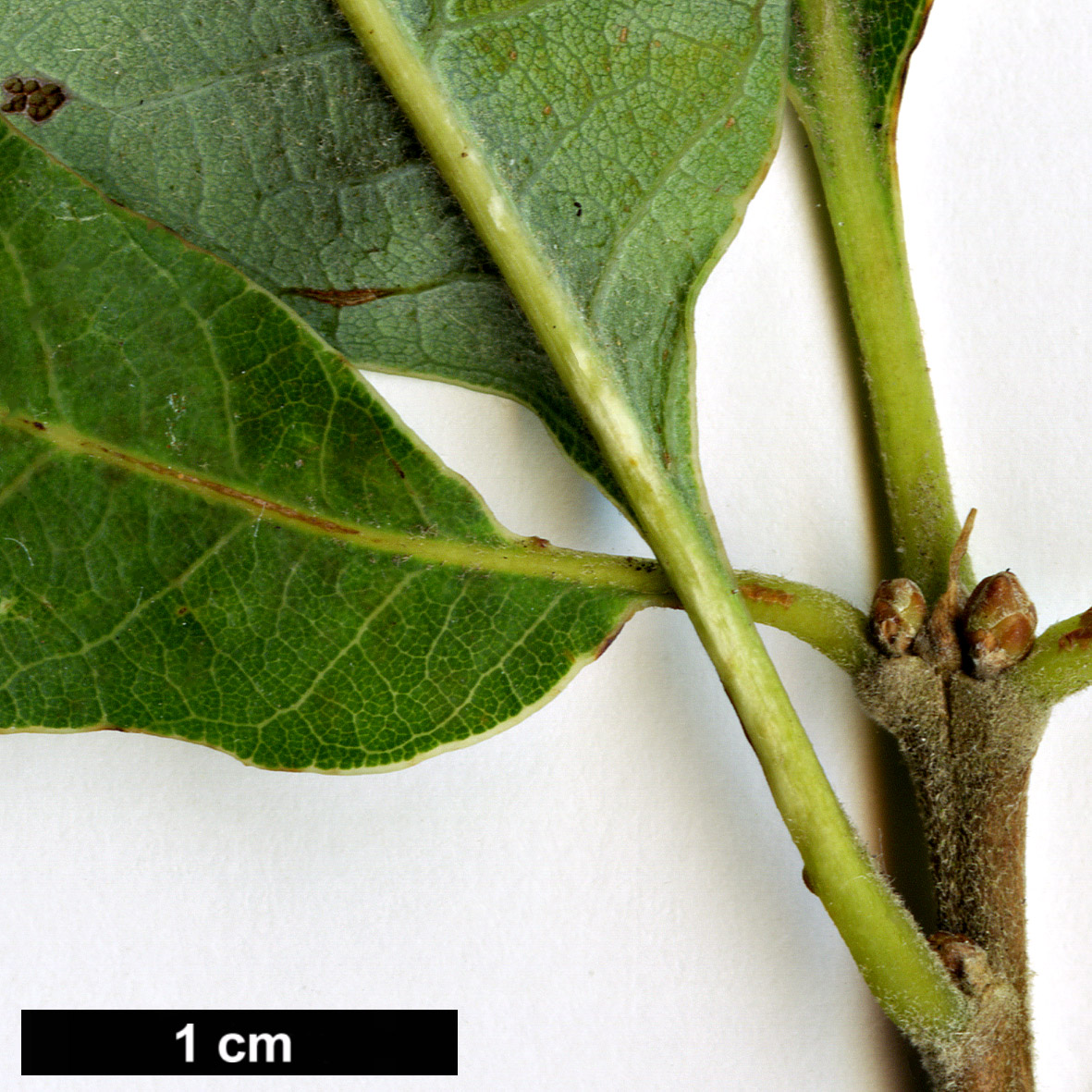 High resolution image: Family: Fagaceae - Genus: Quercus - Taxon: infectoria - SpeciesSub: subsp. veneris